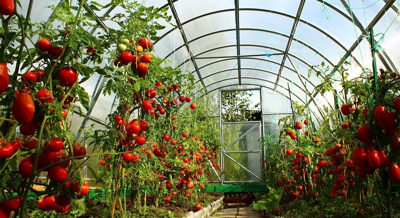 Какие культуры лучше всего растут в теплице