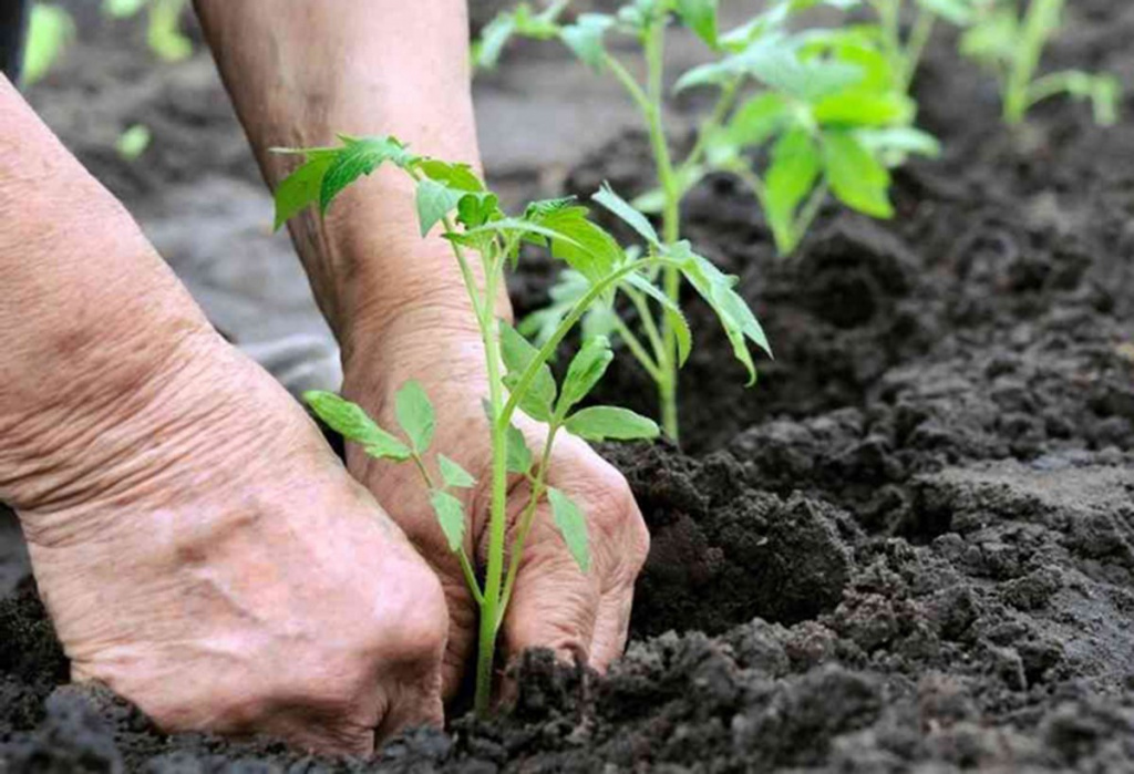 tomaty-v-teplitse-luchshie-sorta-i-kak-pravilno-vysazhivat-1.jpg