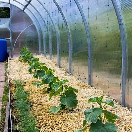 Теплица Воля Сигма Ц (шаг 100 см)