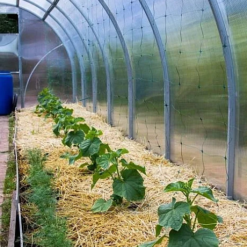 Теплица Воля Сигма Ц (шаг 67 см)