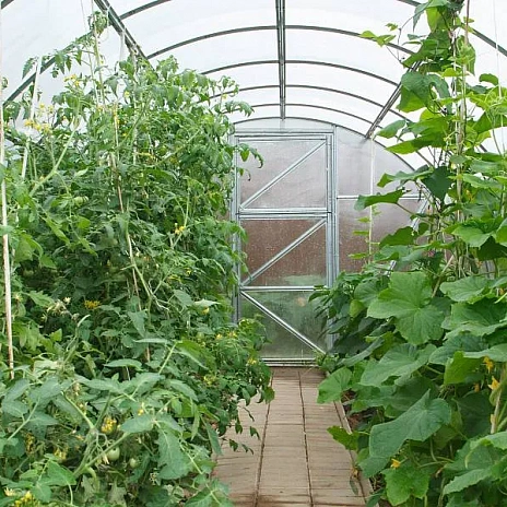 Теплица Воля Дачная-Эко