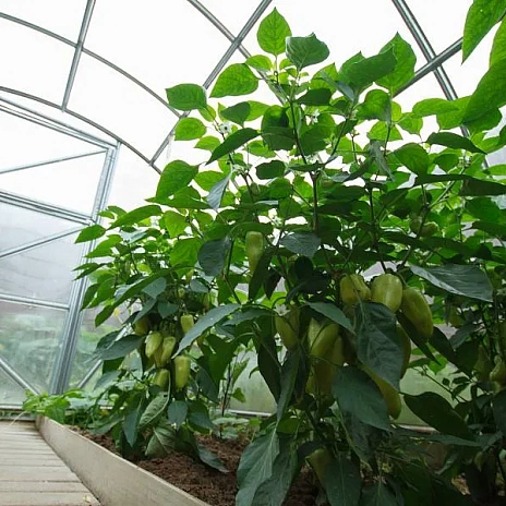 Теплица Воля Дачная-Эко