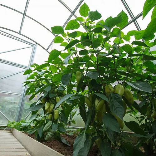 Теплица Воля Дачная-Эко