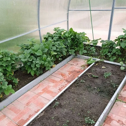 Теплица Воля Омега Премиум