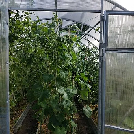 Теплица Воля Двойная Фора