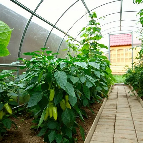 Теплица Воля Дачная-Эко