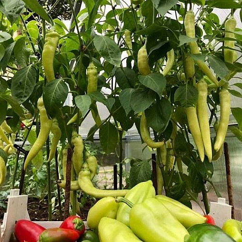 Парник Воля Лотос