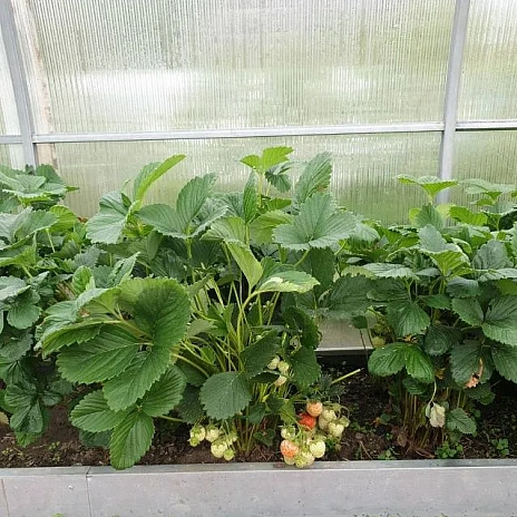 Теплица Воля Омега Премиум