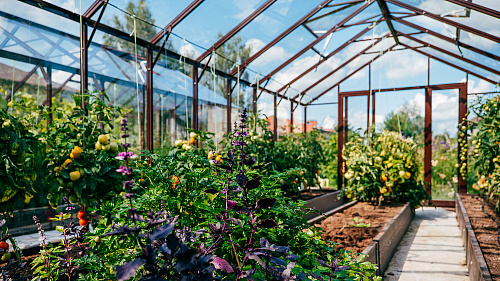 Две теплицы ЭКОНИКА на одном участке