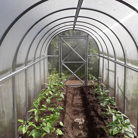 Теплица Воля Перчина М Плюс