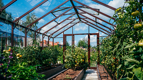 Две теплицы ЭКОНИКА на одном участке