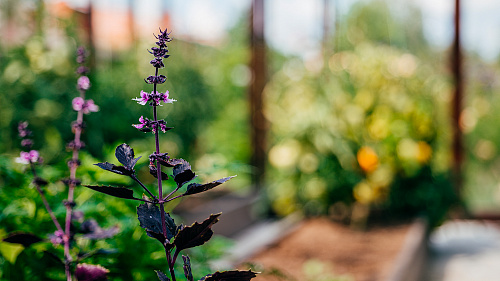 Две теплицы ЭКОНИКА на одном участке