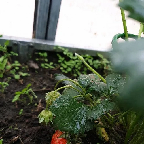 Теплица Воля Омега Премиум