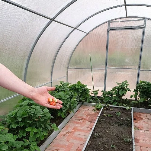 Теплица Воля Омега Премиум