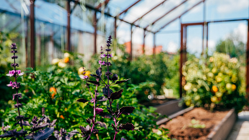 Две теплицы ЭКОНИКА на одном участке
