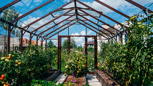 Две теплицы ЭКОНИКА на одном участке