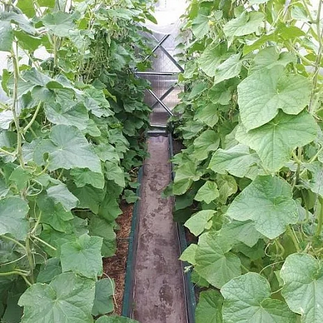 Теплица Воля Перчина М Плюс