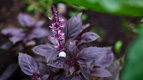 Теплица ЭКОНИКА  звезда участка